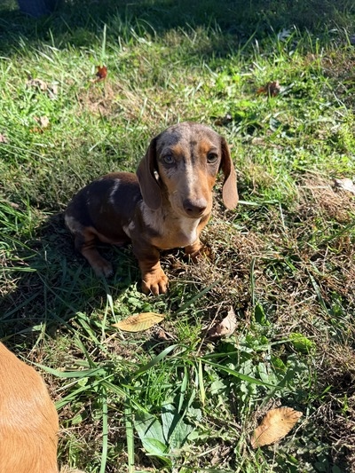 Beau