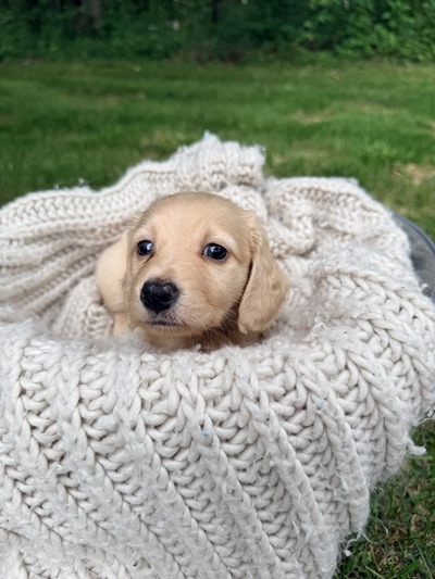 Reed